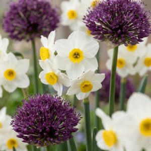 Bulb Dry Garden – droge tuin bollenplanten mix – 280 bollen, bolmaat 10/12