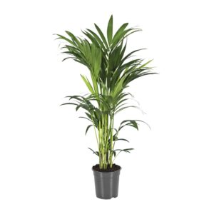 Kentia Palm (Howea forsteriana) – elegante kamerpalm voor halfschaduw – ±21 cm
