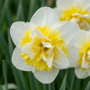 Narcissus Ice King – Dubbele Narcis – gevuldbloemige voorjaarsbloeier – 80 stuks