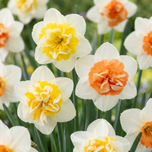 Narcis Macaron Bloss (Narcissus 'Macaron Bloss') – wit-gele – 80 stuks