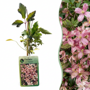 Bergclematis 'Marjorie' (Clematis montana 'Marjorie') – roze bloeiende – 4 stuks, ±9 cm