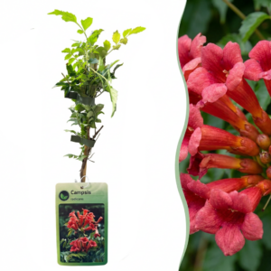 Campsis radicans – Trompetklimmer – zelfhechtende klimplant – 4 stuks, ±9 cm