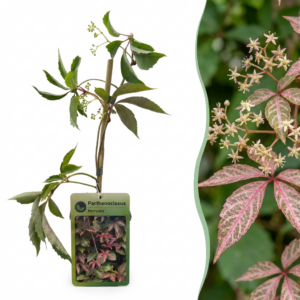 Chinese wingerd (Parthenocissus henryana) – zelfklimmende sierklimmer – 2 stuks, ±9 cm