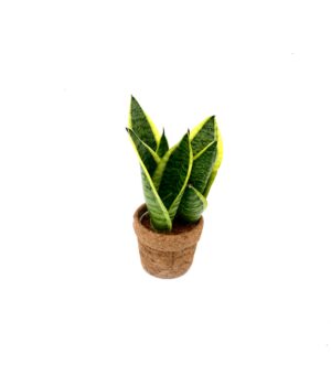 Kokopot Sansevieria Yellow - Ø10 Cm