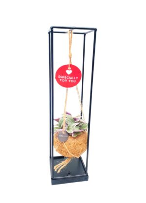Kokodama 9 Cm. Tradescantia In Black Industrial Frame