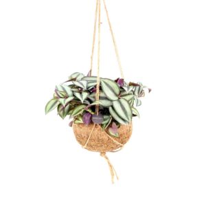 Kokodama Tradescantia Zebrina Hangend - Ø15 Cm