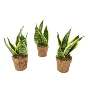 Kokopot Sansevieria Yellow - Ø13 Cm - Set Van 2