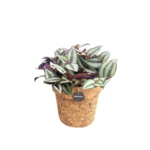 Kokopot Tradescantia Zebrina - Ø13 Cm