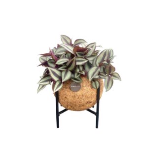 Kokodama Tradescantia Zebrina Op Metalen Standaard - Ø15 Cm