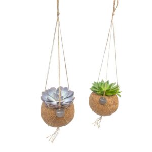 Kokodama Echeveria Mix Hangend - Ø12 Cm - Set Van 2